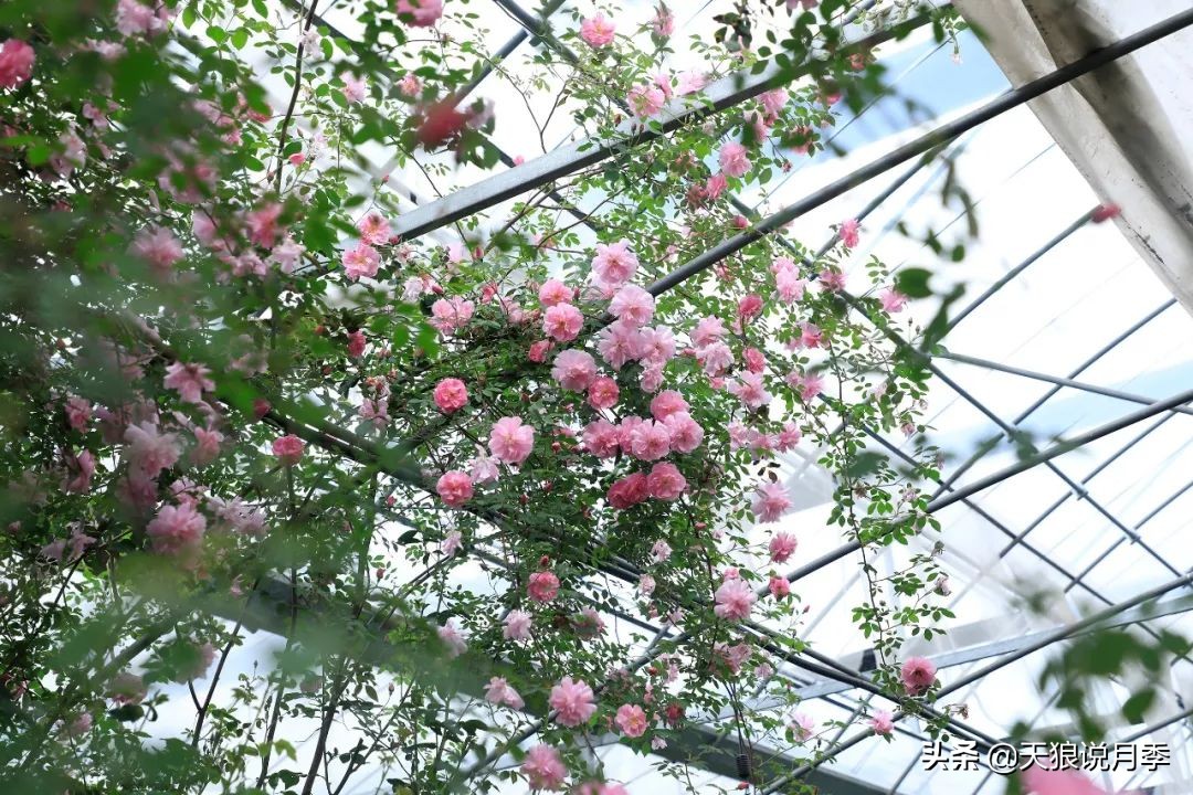 都说“最美人间四月天”，应该就是月季开花的模样吧！