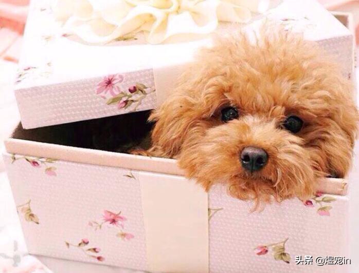 狗狗太活泼了咬人怎么办,狗狗太活泼兴奋