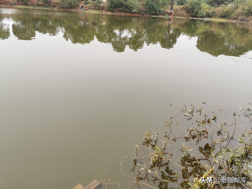 户外泥鳅钓鱼技巧和方法,野钓泥鳅多怎么办