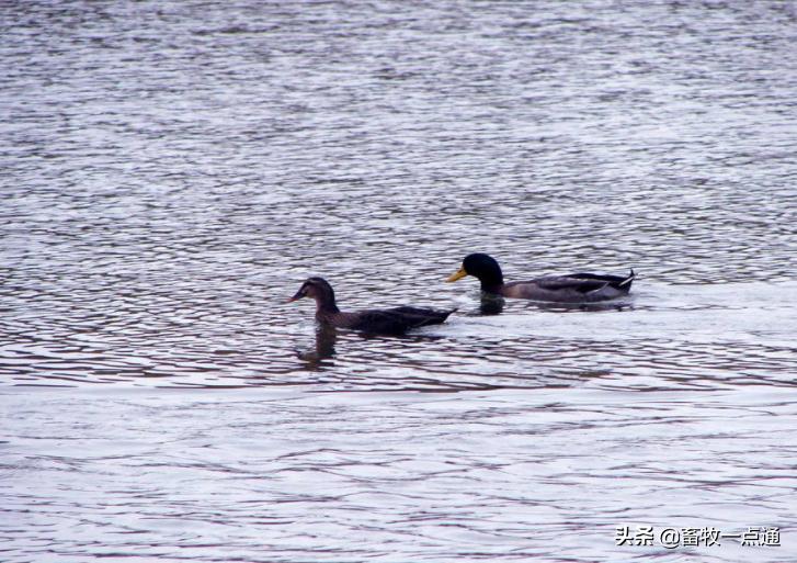 母鸭输精最好的方法,母鸭授精