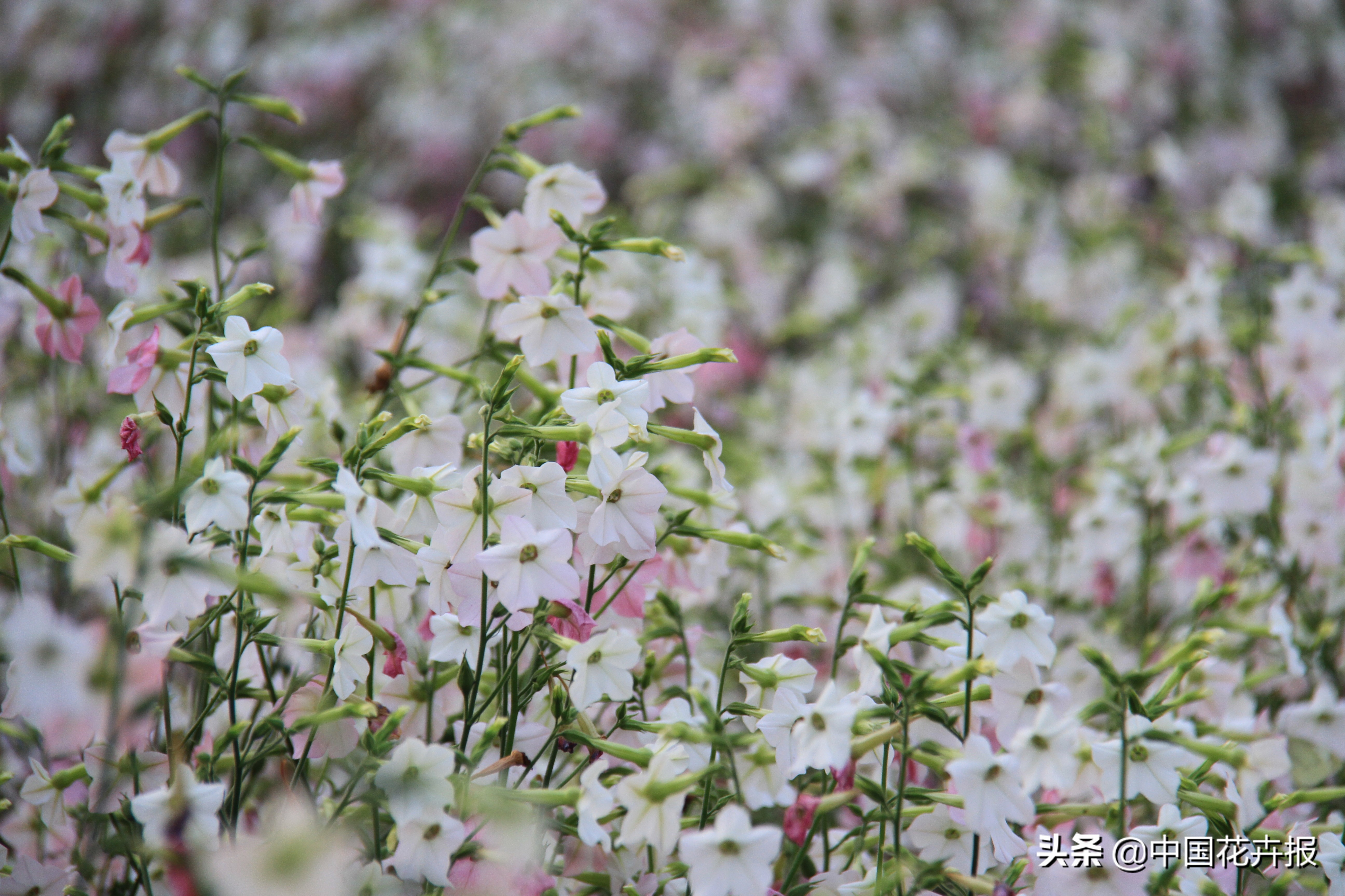 花园必备植物大全,花园常用植物科普