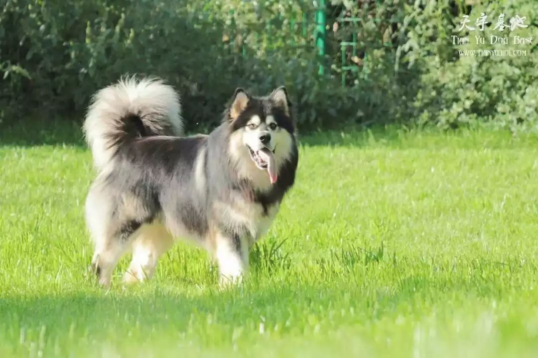 爱犬的前期症状,铲屎官必知狗狗生病前的7大征兆