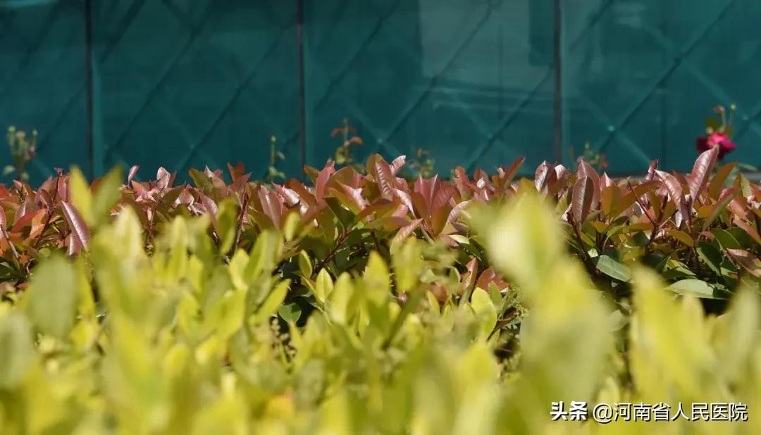 急性心梗心脏骤停救活几率,超急性期心肌梗死怎么办