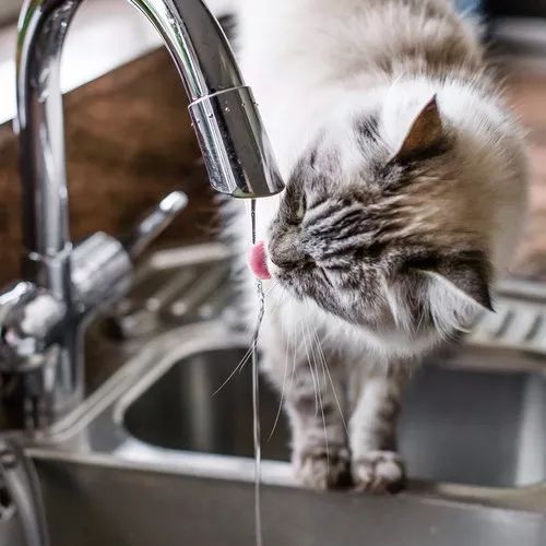 撸猫时千万要注意猫咪这四个动作,撸猫产生静电对猫有影响吗