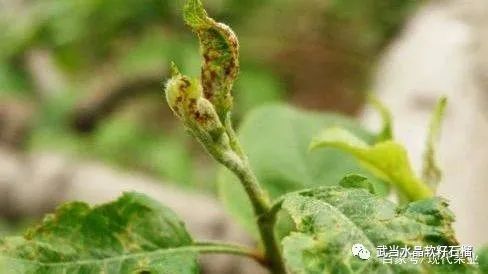 石榴生虫的视频,石榴生虫用什么方法好