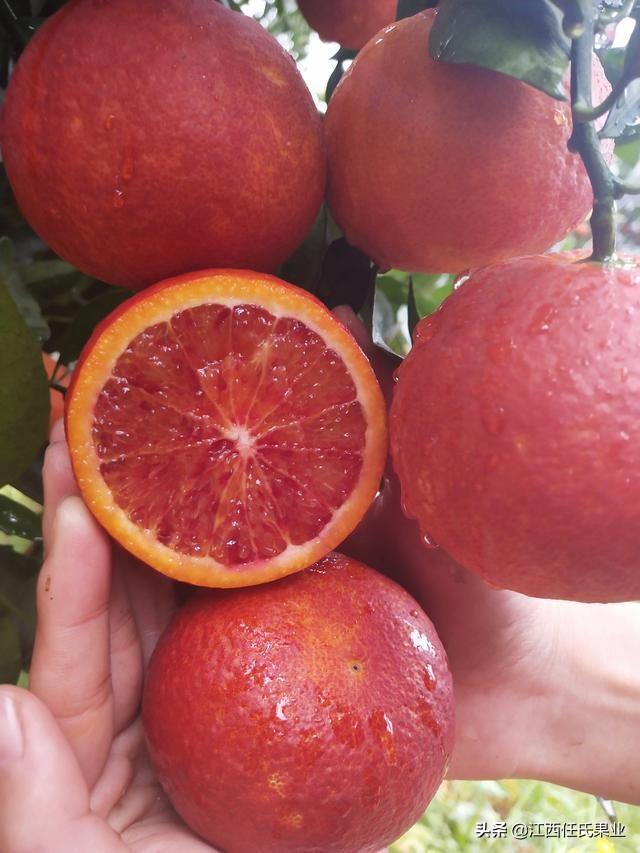 swisse胶原蛋白血橙怎么样,swisse胶原蛋白和血橙的区别