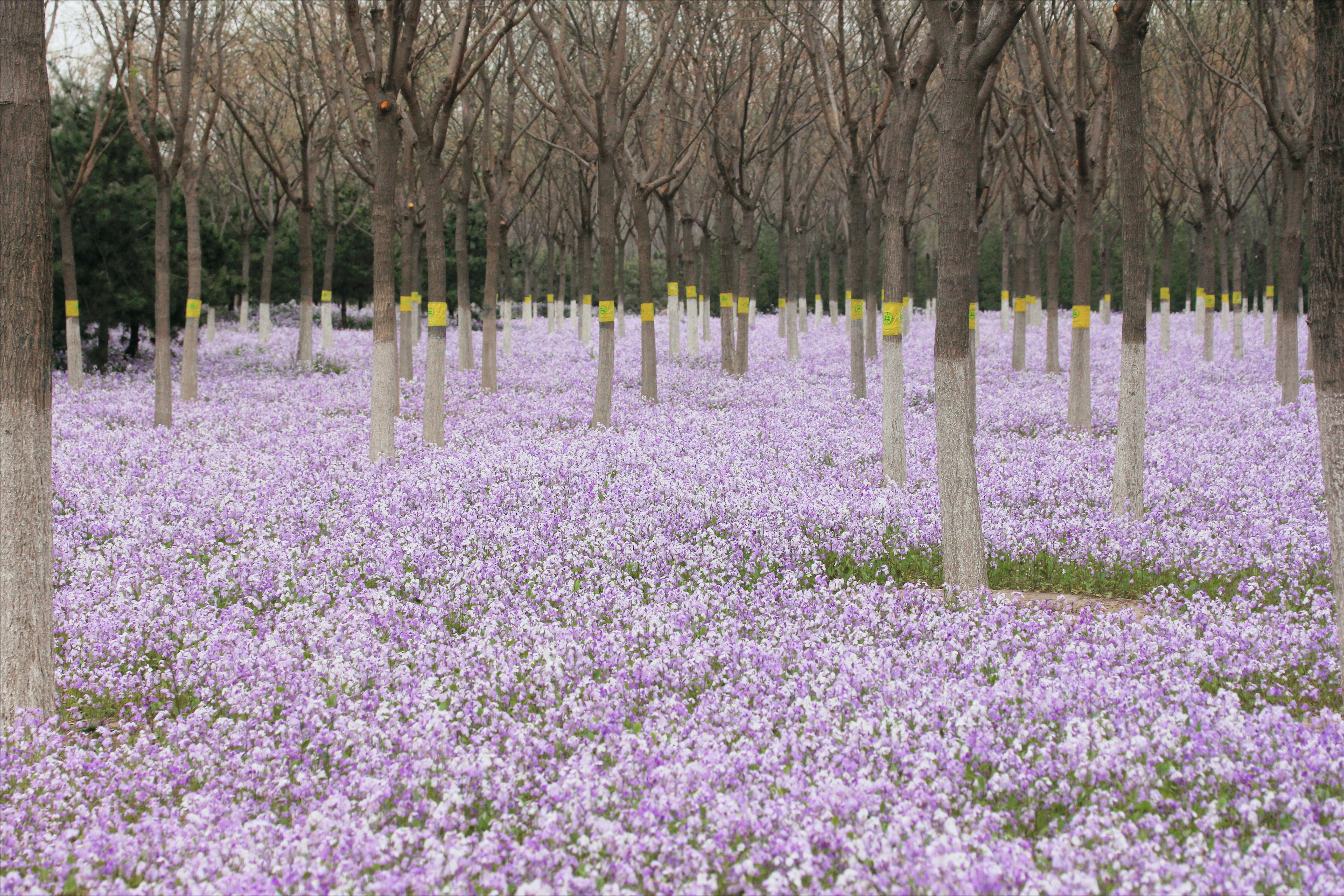 北京私藏小众千亩花海，紫色二月兰争相绽放，游人不超10个