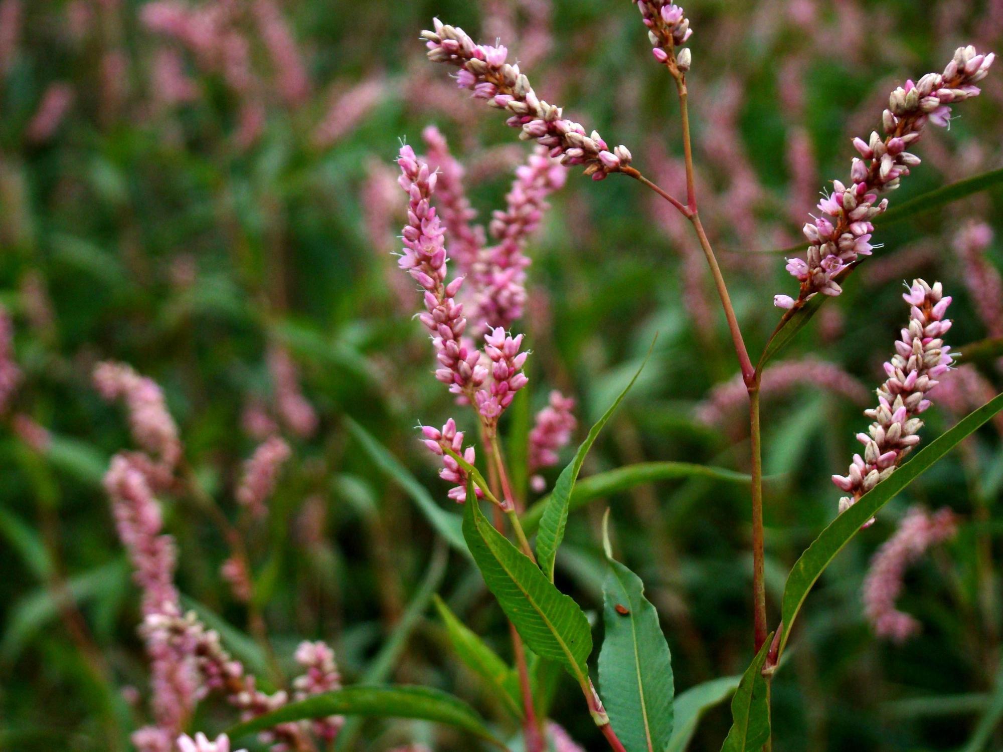 神奇的辣蓼草,辣蓼草为什么可以醉鱼