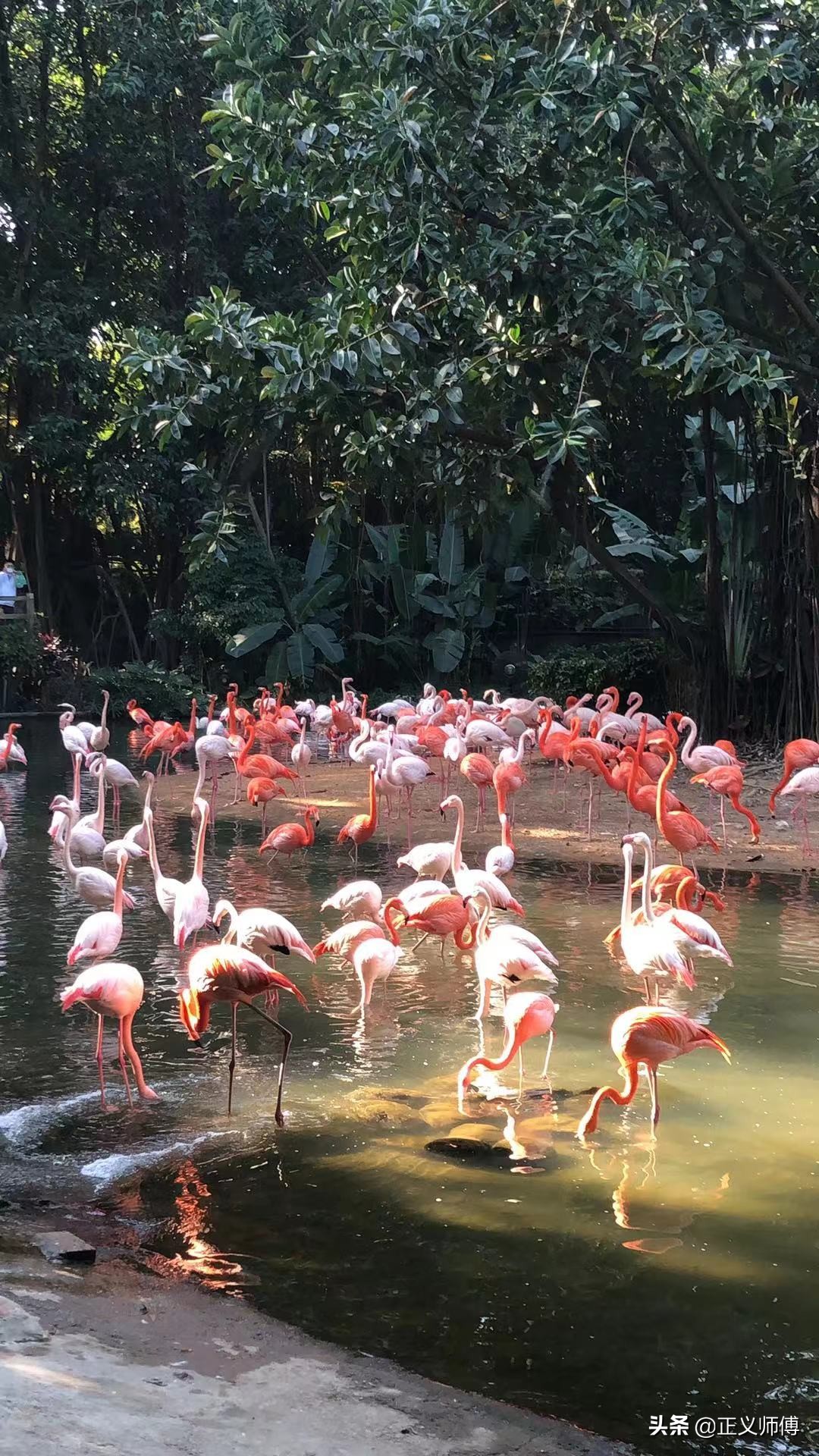 长隆动物园的动物,广州的长隆野生动物园有哪些动物