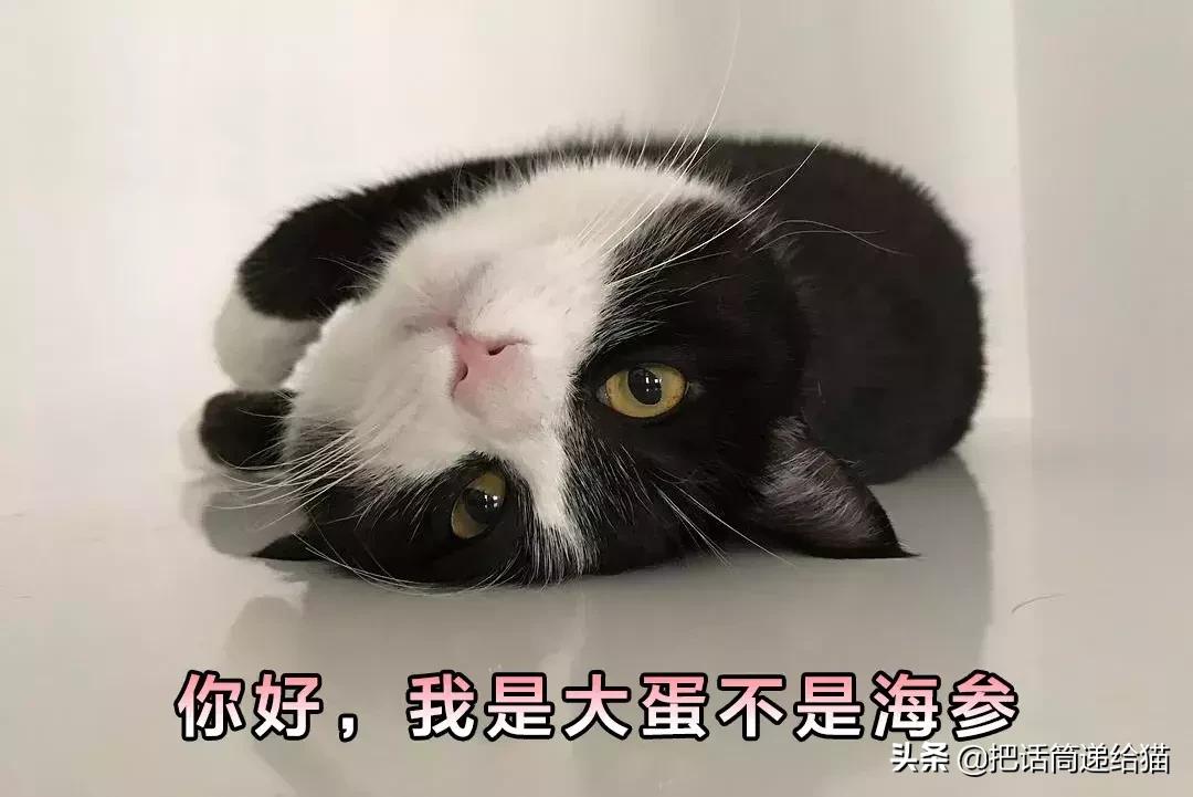 猫故事集,猫故事完整版
