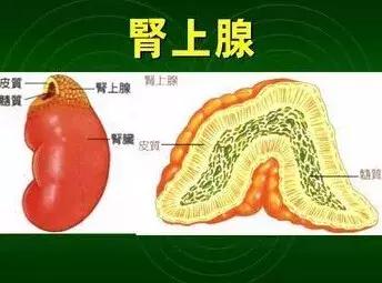 胸部ct能查出肾上腺瘤吗,检查肾上腺瘤用b超还是ct准确
