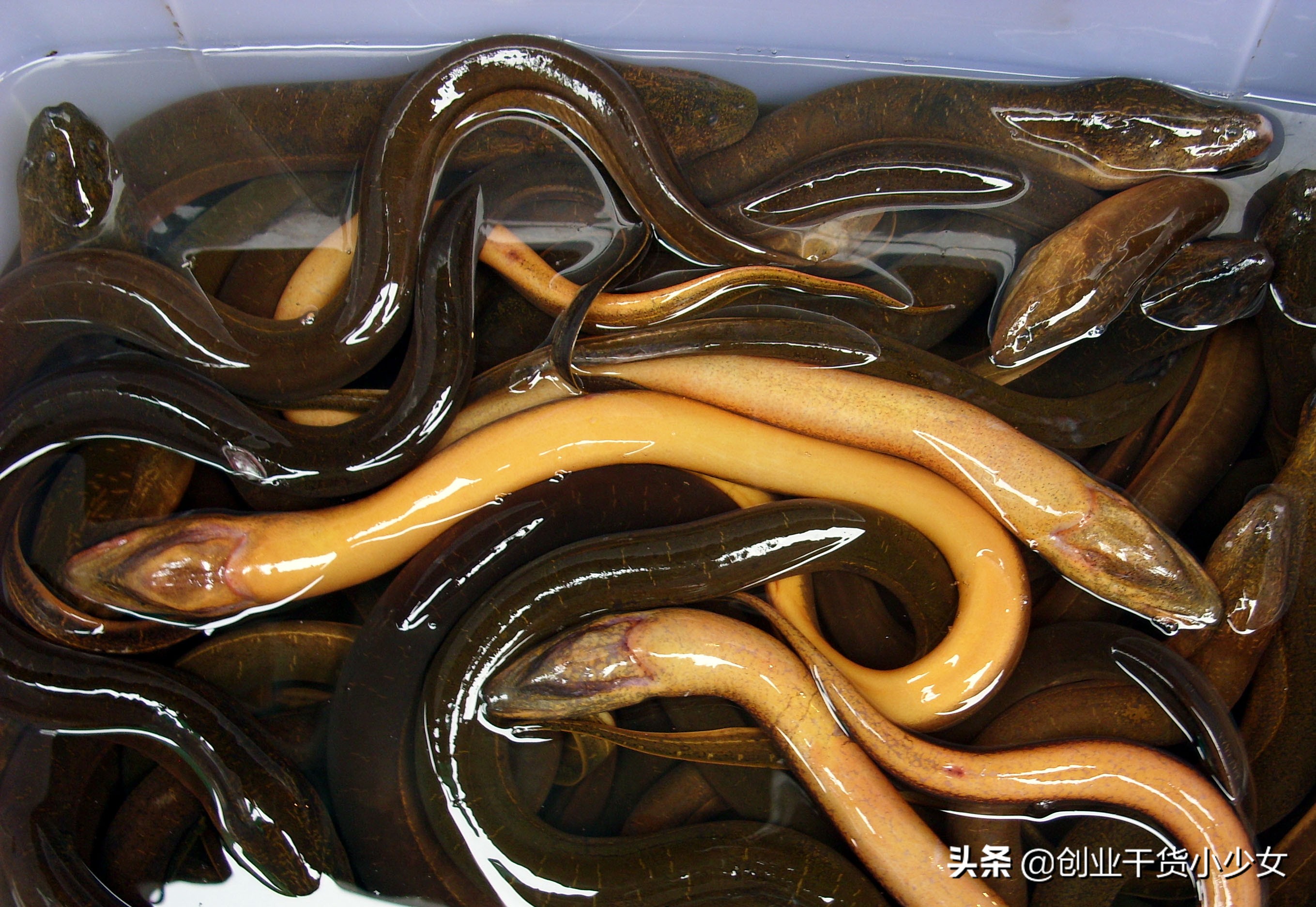 茭白能和泥鳅一起种植吗,致富经黄鳝泥鳅养殖