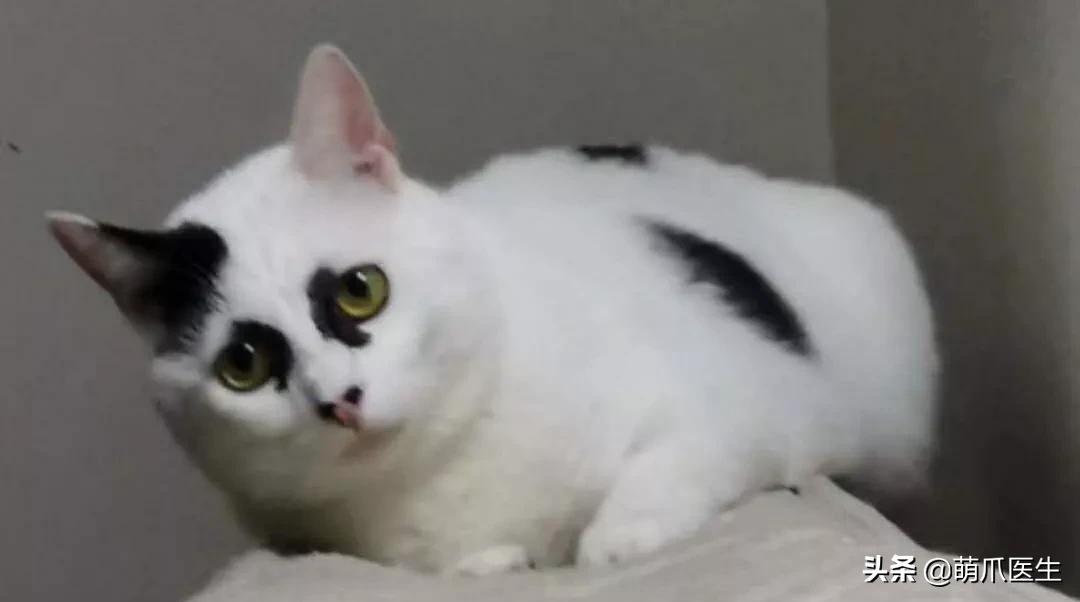 长得很潦草的一只猫,一只猫能有多潦草