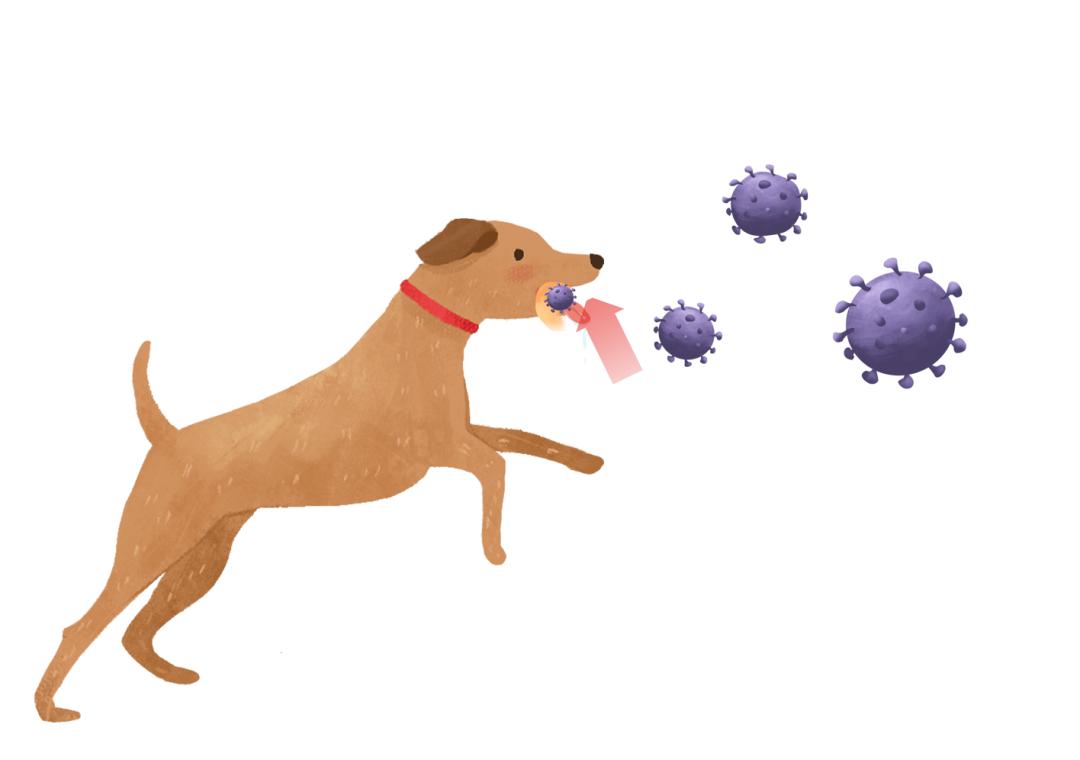 宠物过敏对身体有什么危害,对宠物毛过敏有什么症状