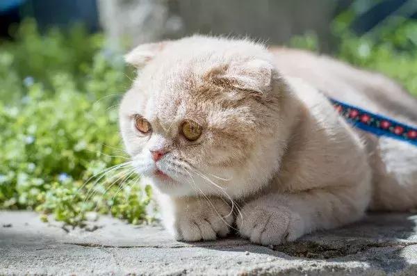 如果猫咪走丢了报警可以吗,猫咪走丢了如何把猫咪找回