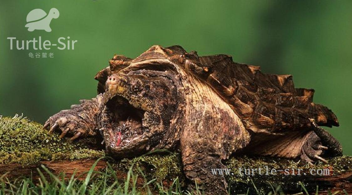 养小乌龟如何选龟粮,10元买了一只乌龟怎么养