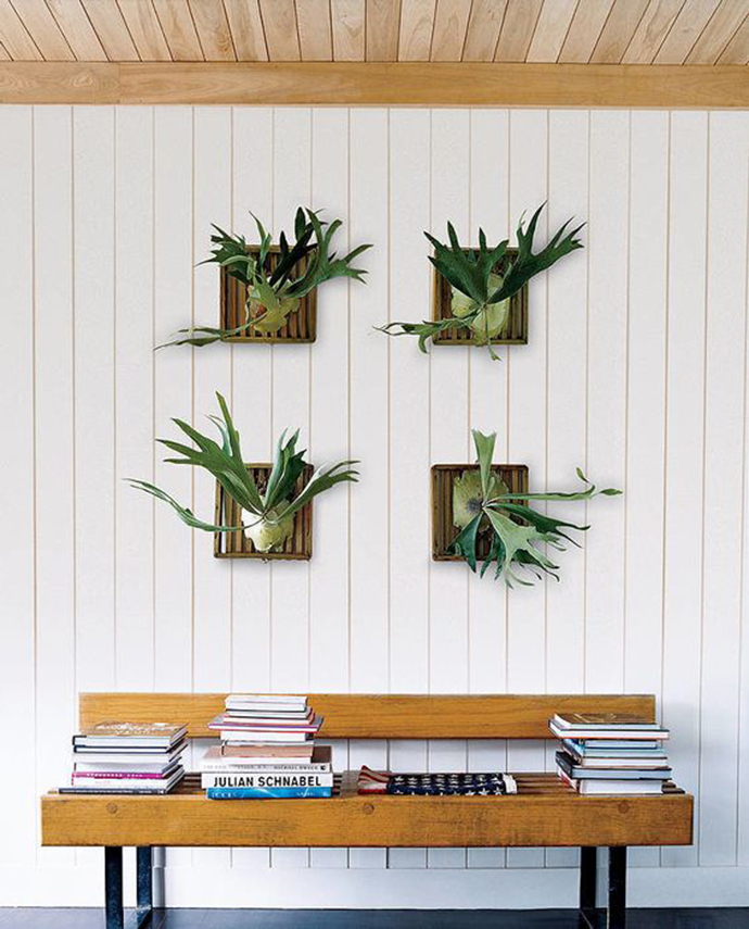 蕨类植物生物知识点有哪些,蕨类植物百科知识