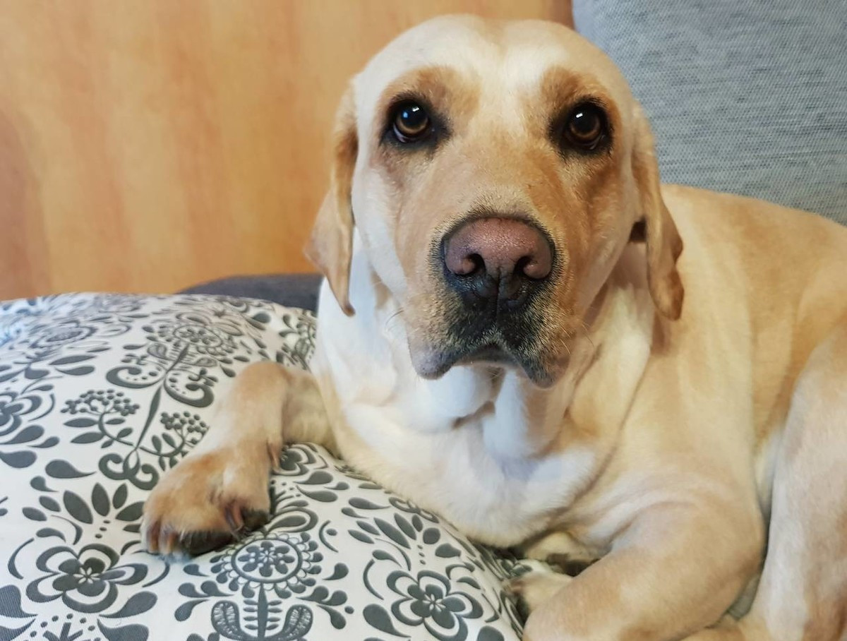 狗生的时候注意什么,狗生崽后主人注意什么