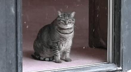 能不能养宠物鼠狗兔猫,能不能养宠物鼠猫狗呢