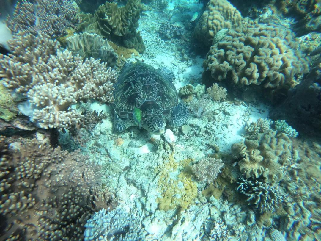 菲律宾自由潜水最好的地方,菲律宾旅游潜水