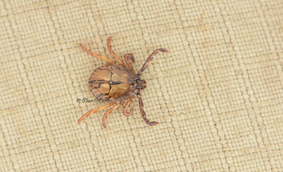 野外郊游怎样防蚊虫叮咬,夏季虫子叮咬科普视频