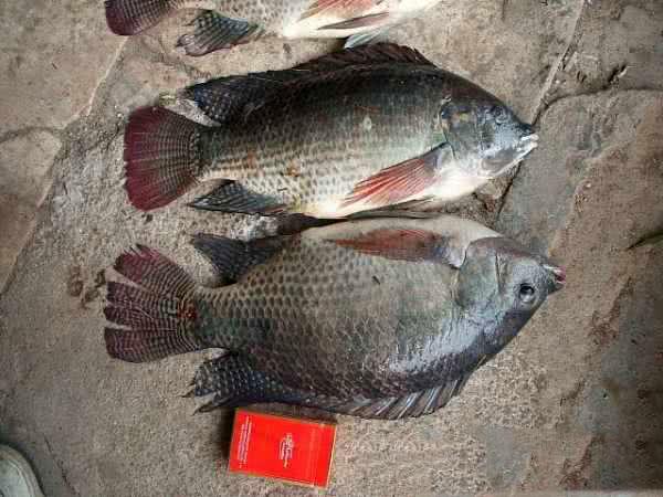 罗非鱼算不算入侵物种？离开非洲老家之后，它在全世界横行