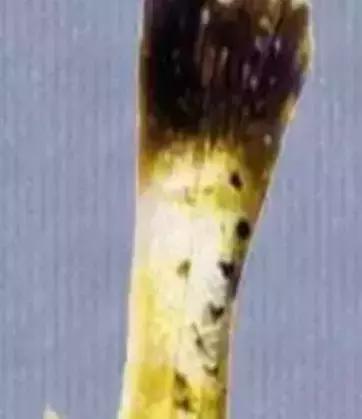 鱼类寄生虫有哪些,鱼类寄生虫的科普知识