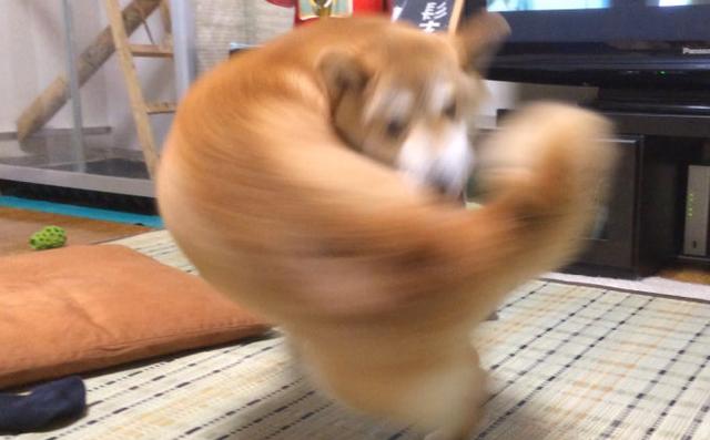 日本博主把动物拟人化,把动物变成动漫人物的画