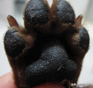 铲屎官对猫做了什么,铲屎官对冬天的猫咪都有哪些误解