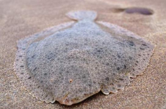 大菱鲆五种常见病图片,大菱鲆养殖常见病害