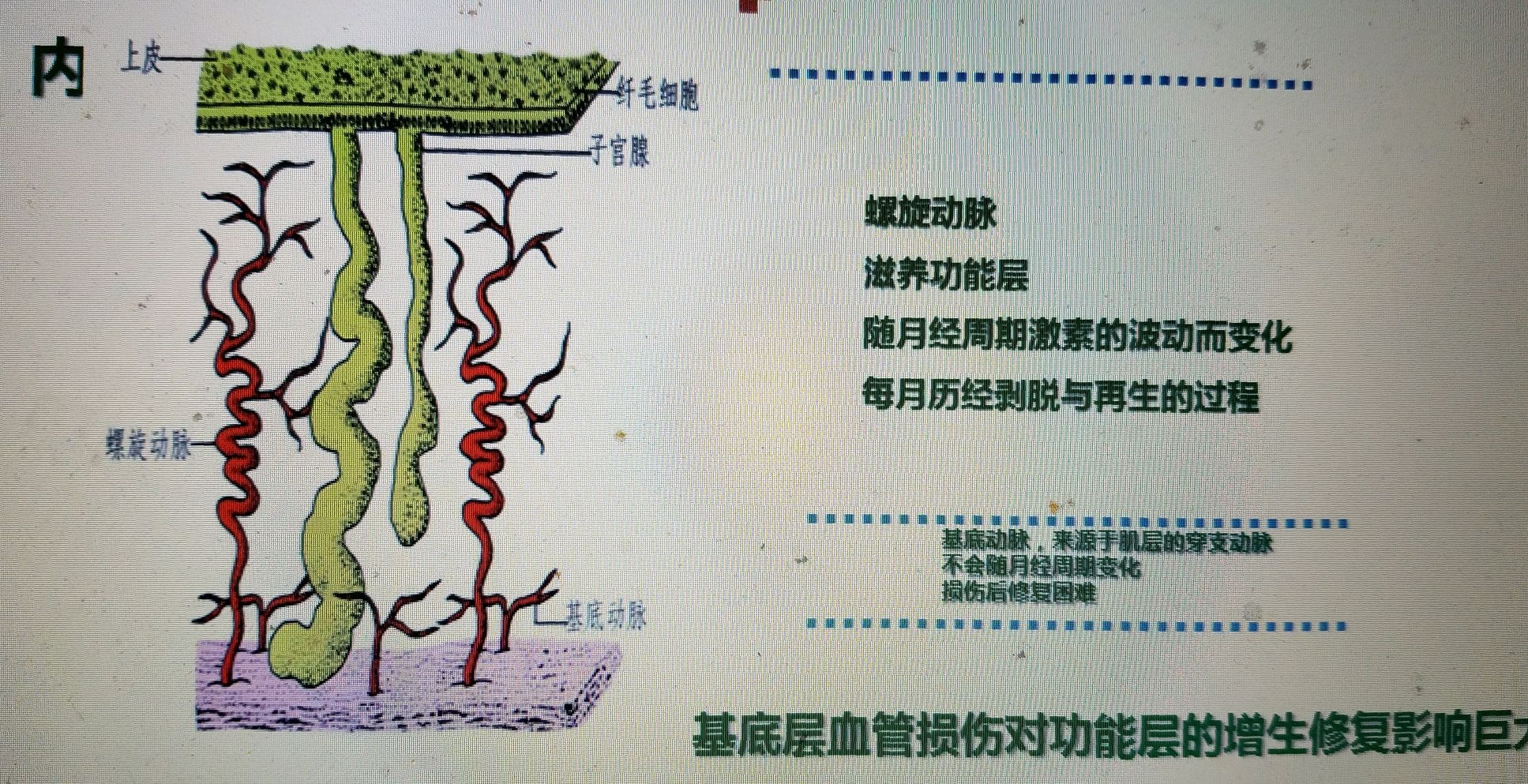 子宫内膜薄怎么办可以用中药吗,子宫内膜增厚的原因和危害