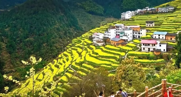 在哪里看油菜花好美哟,开化油菜花最佳观赏地