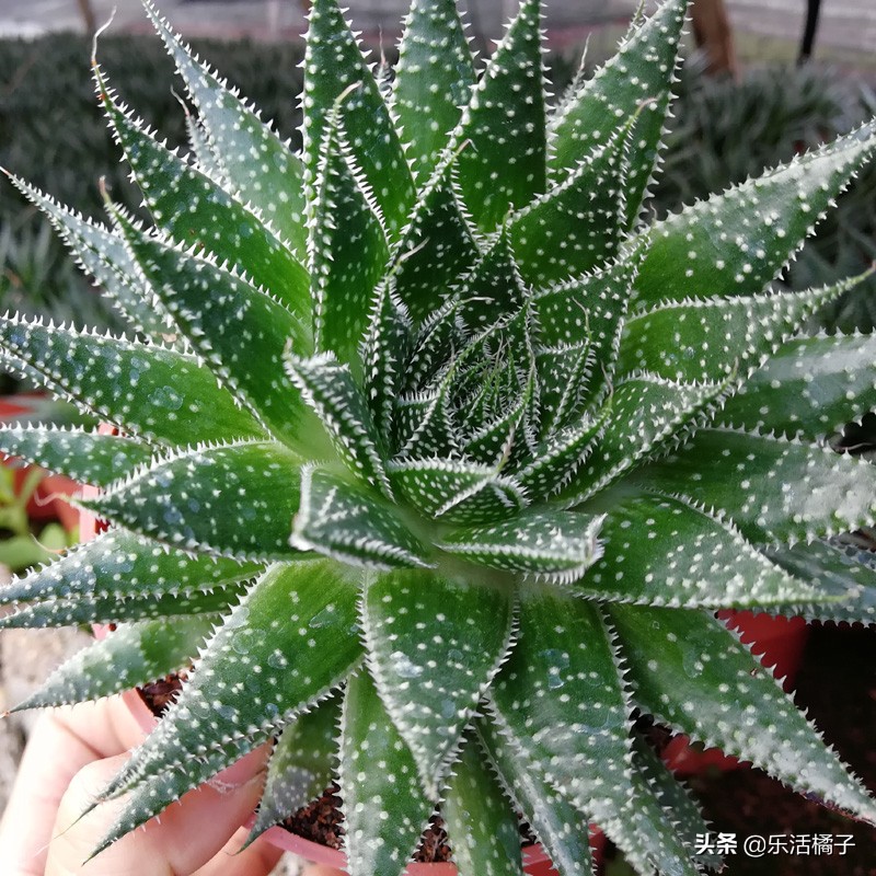 治痘的芦荟品种,比芦荟还好养的植物