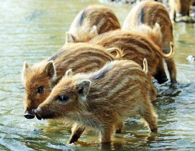 野猪可以养殖吗有毒吗,野猪可以人工养吗