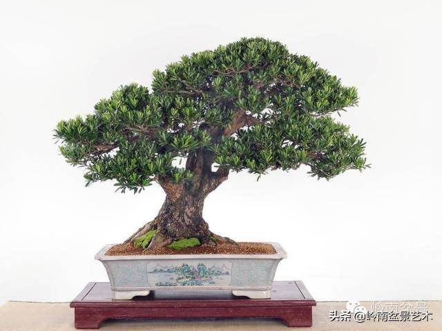 旺财罗汉松,罗汉松招财还是挡煞