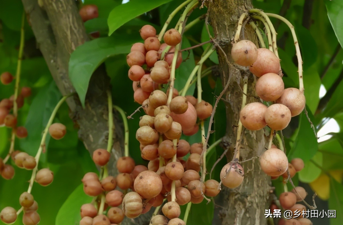 外表像桔子里面是水是什么水果,外表像芒果的零食