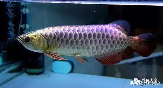 小六角龙鱼怎么养,养龙鱼知识视频