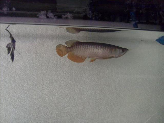 在实体店买的观赏鱼不给退吗,市场上卖的常见观赏鱼