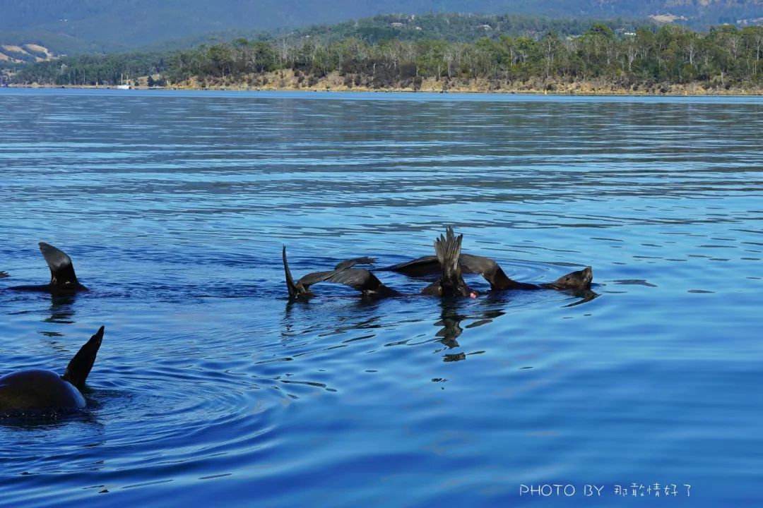 去哪里旅游可以看南极企鹅,旅游攻略南极看企鹅