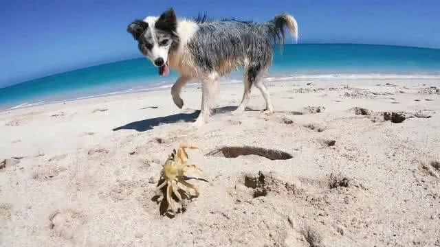 千万别给狗狗吃的食物,千万不要给狗狗吃的九种食物