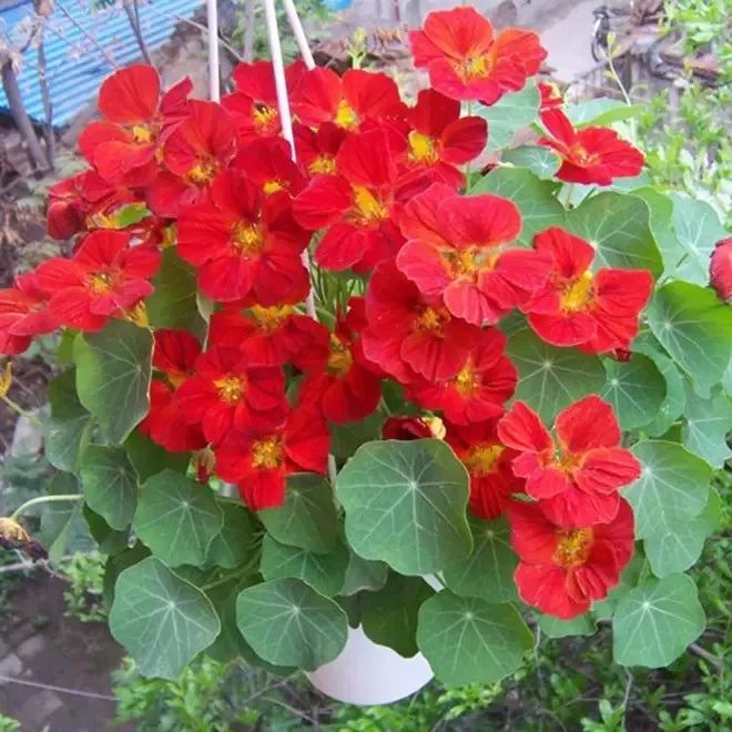 懒人室内养花就养4款开花机器,懒人专属开花机器花儿天天开爆盆