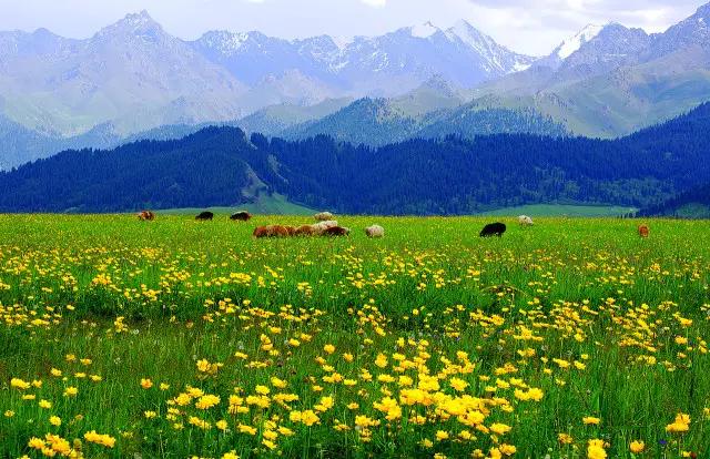 塔城市凉快的公园,塔城地区避暑的地方