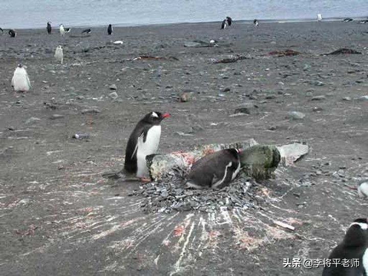 呆萌的企鹅为何被称为黑暗王者,为什么企鹅不择手段