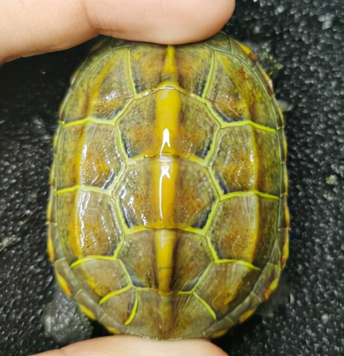 草龟的基因怎么遗传,草龟食欲变差的有哪几种症状