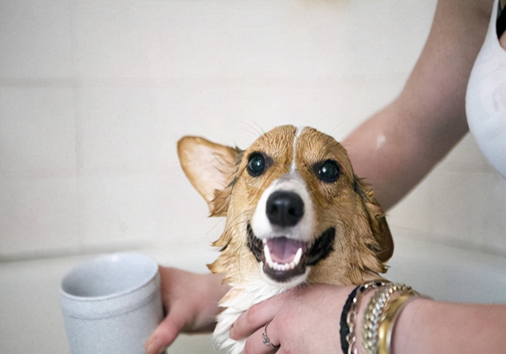 怎么防止狗得寄生虫,有狗蚤虫子怎么彻底消除