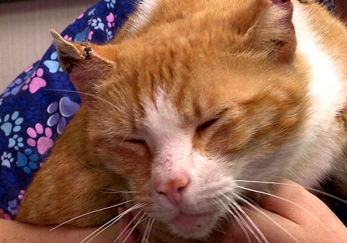 猫咪感冒咳嗽和猫鼻支区别,猫咪咳嗽也是因为猫鼻支吗