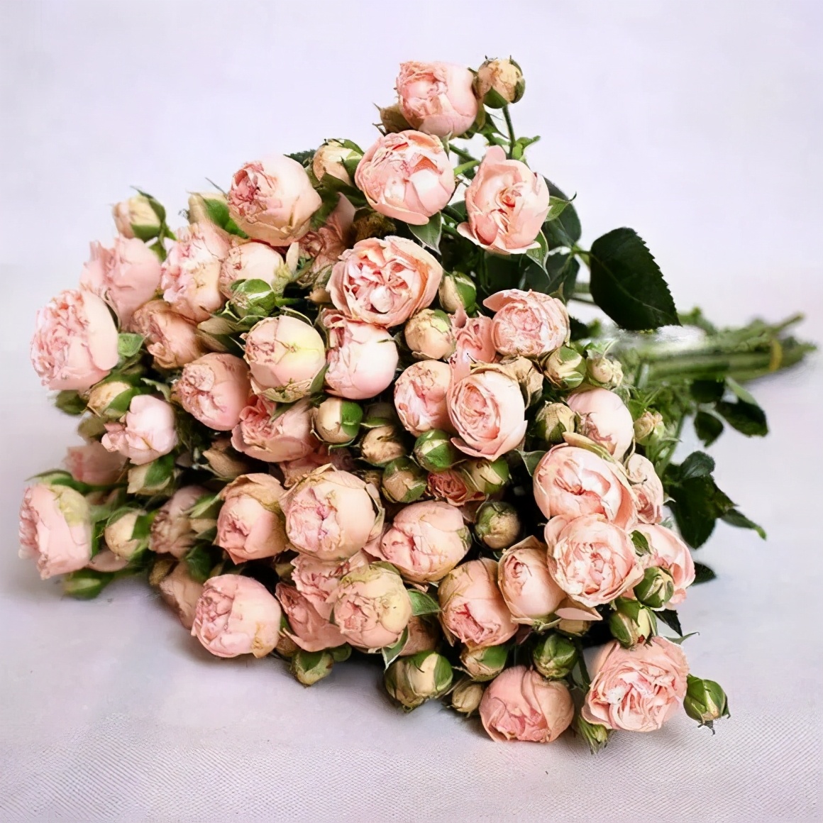 花店必备的5款玫瑰,花店最常用什么品种的玫瑰花