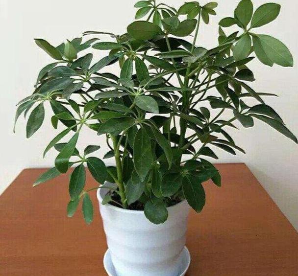 有什么东西可以防止吸入二手烟,什么东西能消除二手烟的危害