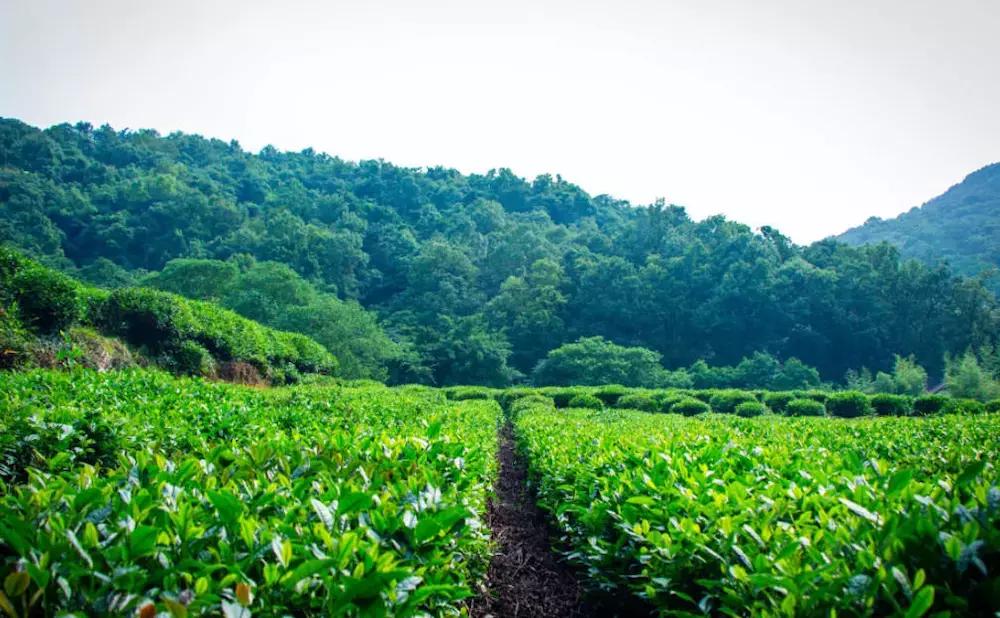 杭州攻略7大必去景点,杭州旅游攻略建议去和不建议去