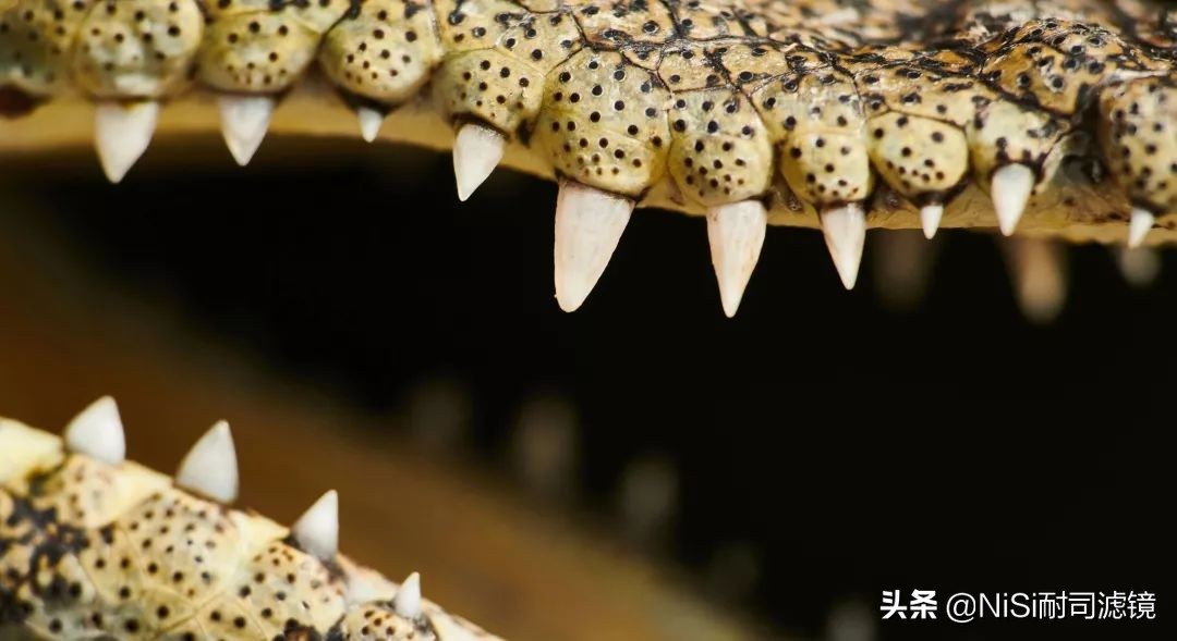 「测评」南非NiSi官方大使近摄镜使用心得